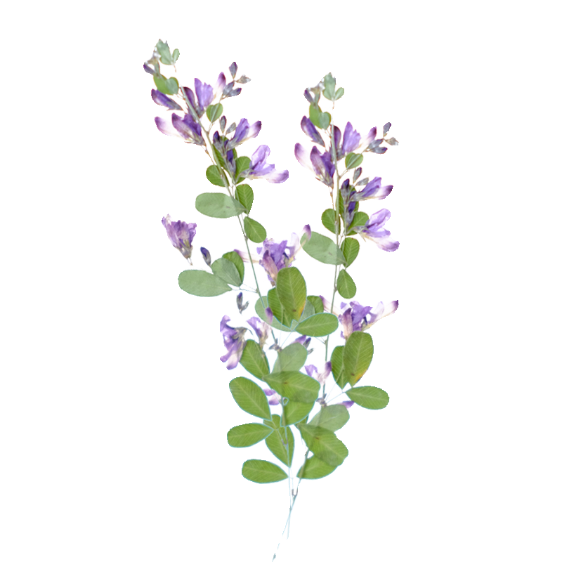 6pcs,nature Lespedeza Formosa  - Resin Art And Jewelry recension och pris